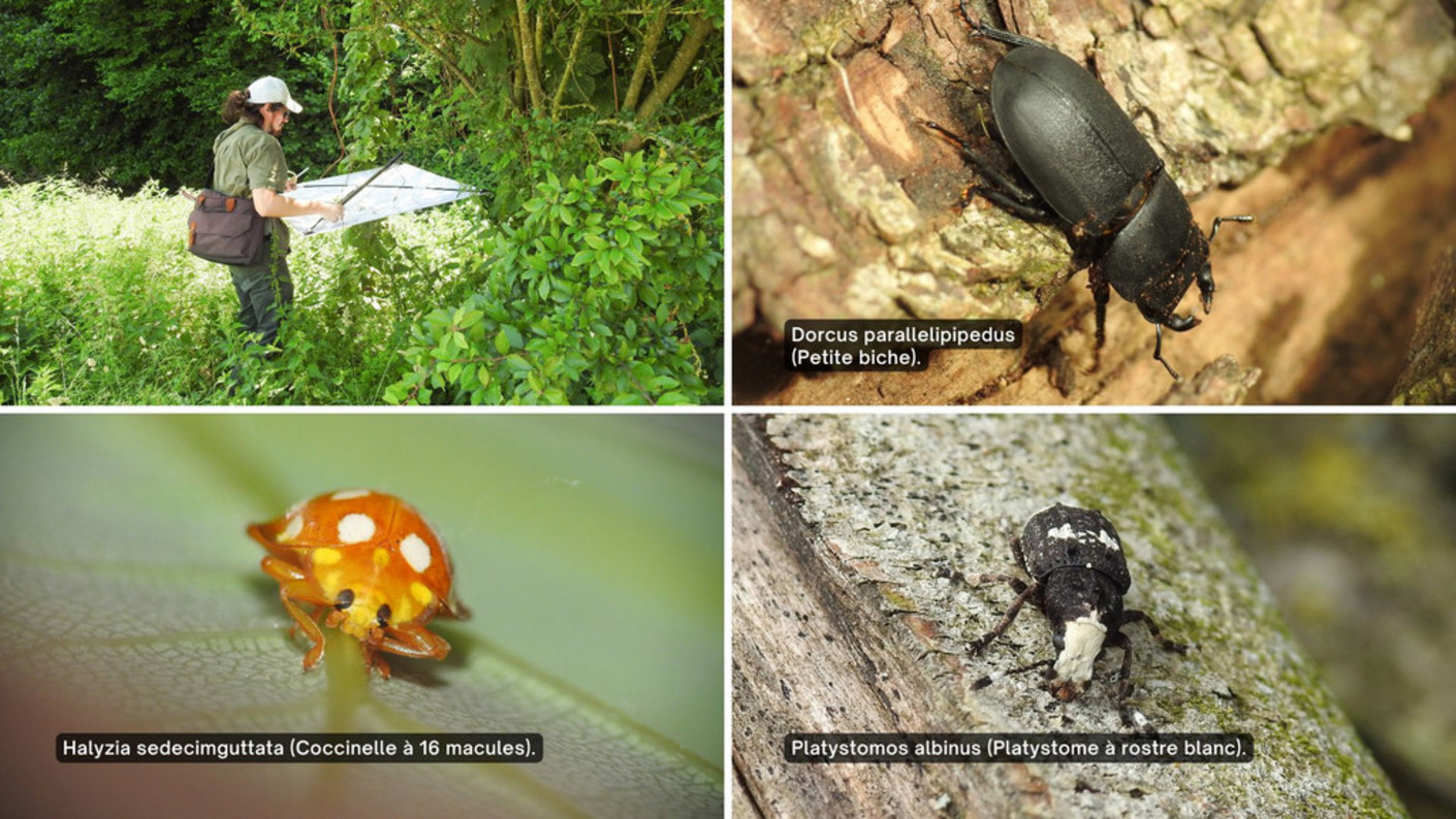 Photo d'un expert en biodiversité réalisant un inventaire des coléoptères et des photos de 3 différentes espèces