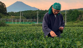 Japon, le combat d'un maître du thé