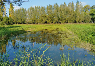 Vue de la frayère à brochets dans la prairie de Luisant.