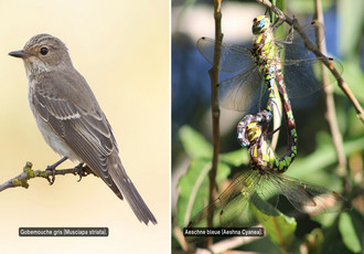 Un oiseau Gobemouche gris et une libellule Aeschne bleue