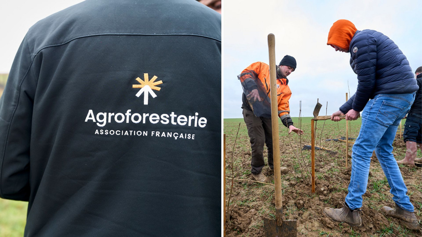 Des agriculteurs pratiquant l'agroforesterie
