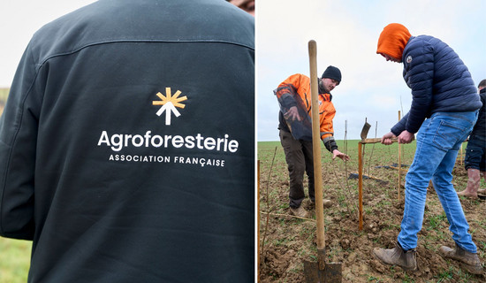 Des agriculteurs pratiquant l'agroforesterie