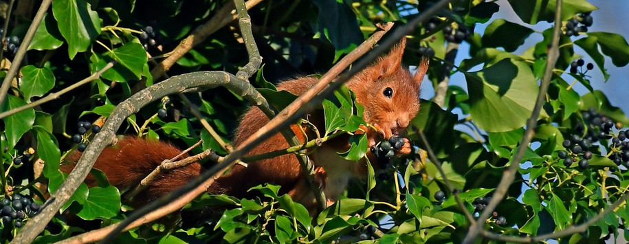 Écureuil dans un arbre mangeant un petit fruit. © Damien Rouger