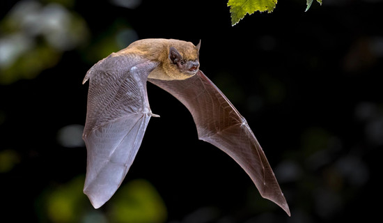 Une chauve-souris Pipistrelle commune en vol