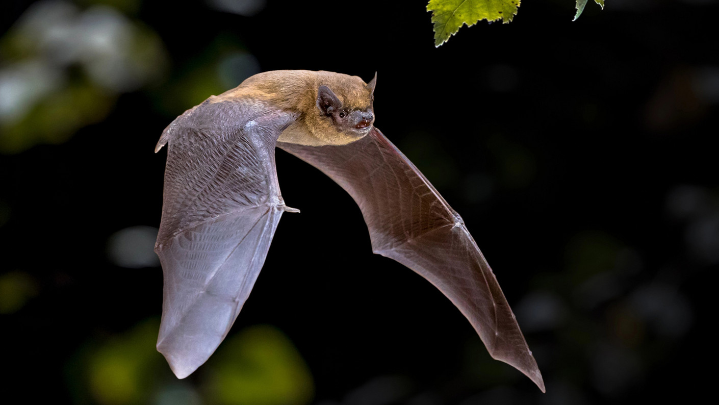 Une chauve-souris Pipistrelle commune en vol