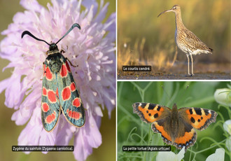 Un Inventaire de la Biodiversité Communale (IBC) est réalisé par l'association Eure-et-Loir Nature et par la commune de Gasville-Oisème