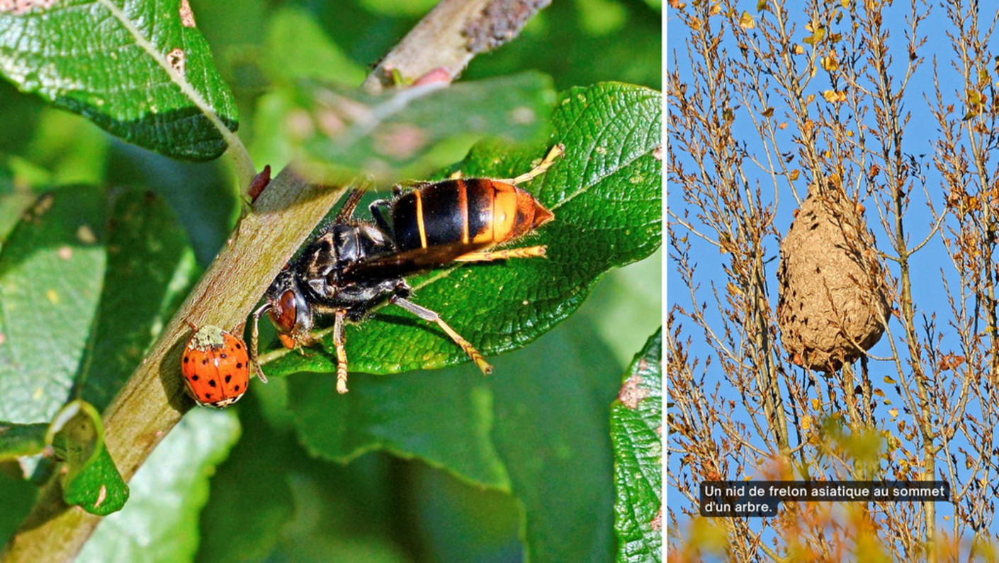 Gros plan sur un frelon asiatique et vue d'un nid de frelon dans un arbre.