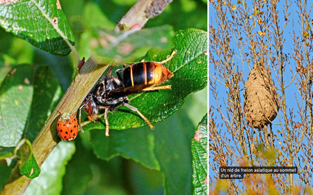 Gros plan sur un frelon asiatique et vue d'un nid de frelon dans un arbre.