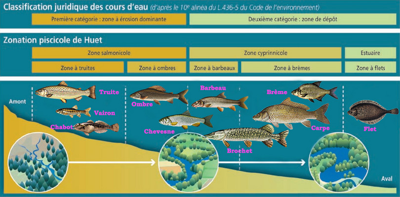 Schéma expliquant la zonation piscicole