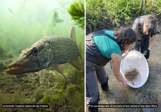 La remise à l'eau de 12 brochets dans l'Eure