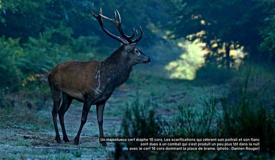 Cerf élaphe 10 cors. (photo : Damien Rouger)