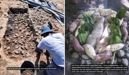 Vue d’un four rempli de pierres en grès, en cours de fouill, et d'un four polynésien en cours d'utilisation