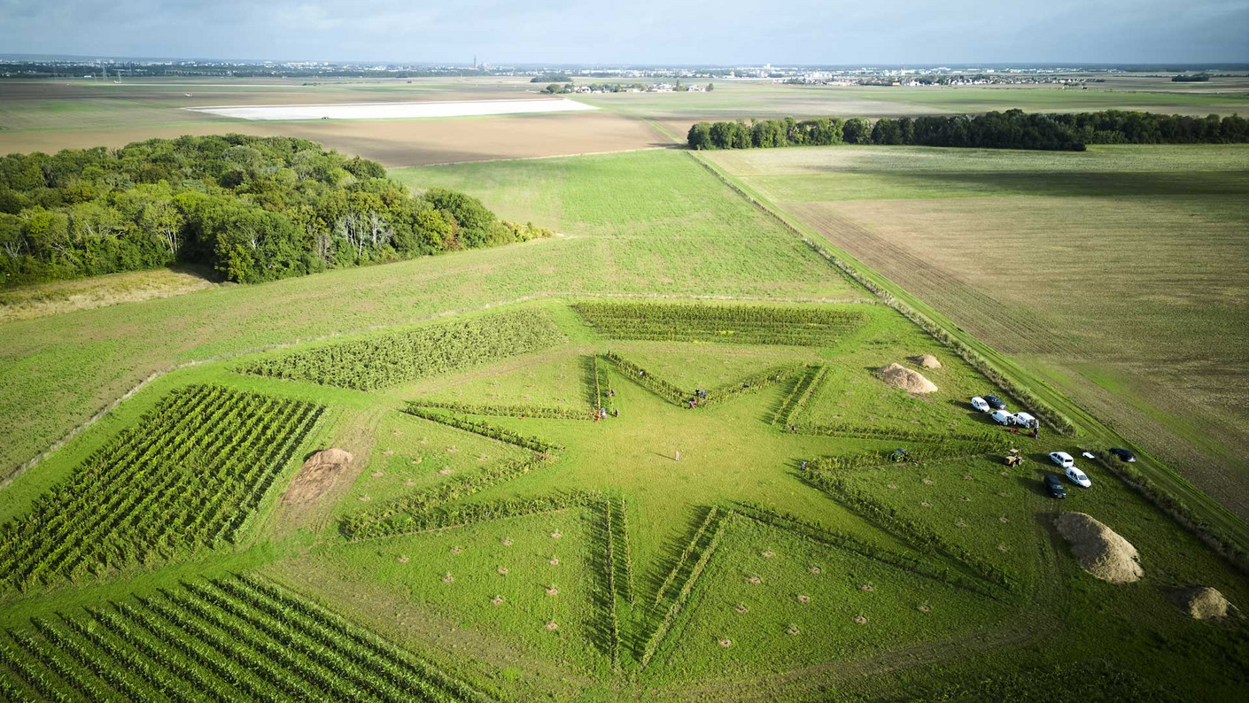 Une vigne ayant la forme d'une étoile à sept branches, vue du ciel