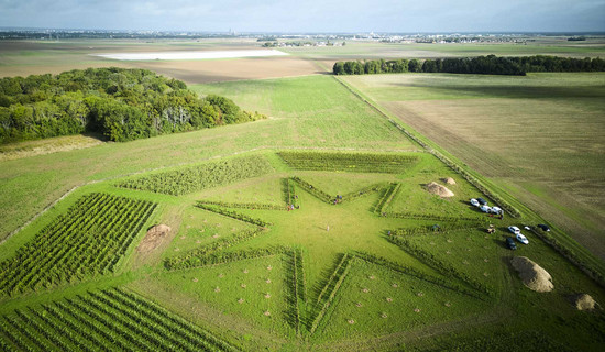 Une vigne ayant la forme d'une étoile à sept branches, vue du ciel