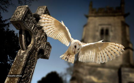 Une chouette effraie survolant un cimetière