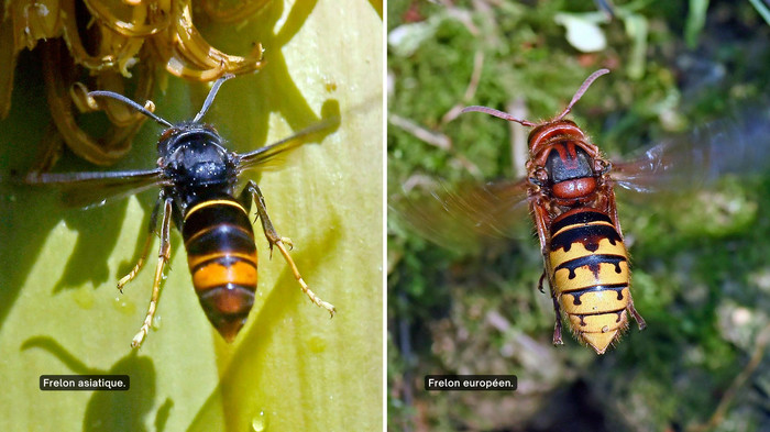 Vues d'un frelon asiatique et d'un frelon européen.