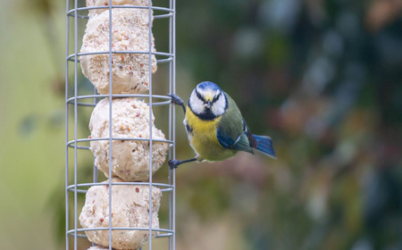 Une mésange sur une mangeoire dans un arbre